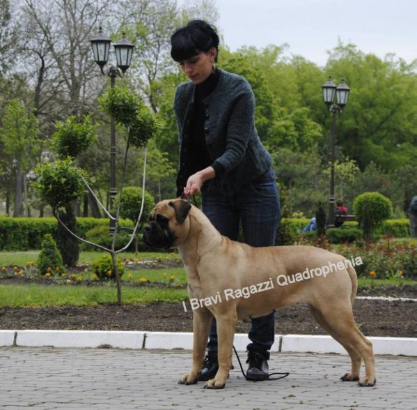 I Bravi Ragazzi Qadrophenia | Bullmastiff 