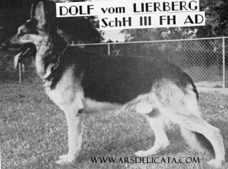 Dolf vom Lierberg | German Shepherd Dog 