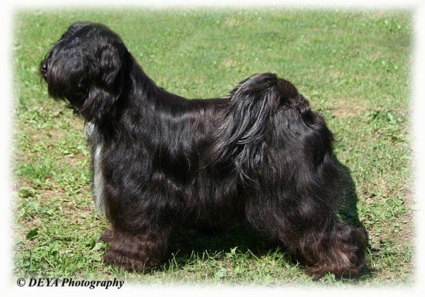 SULALITA OF SJO-WHO SJI-BIB | Tibetan Terrier 