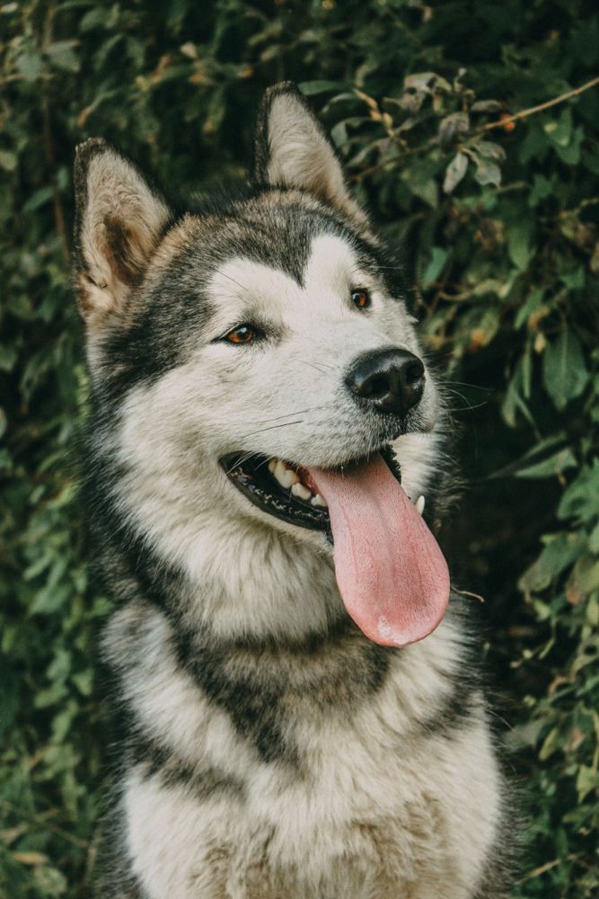 G'winner Powerful Star | Alaskan Malamute 