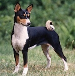 Bokoto Nile Black Tango | Basenji 