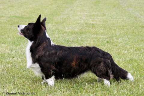 Vistruphus Fenris | Cardigan Welsh Corgi 