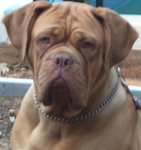 Fyreworx Poppy | Dogue de Bordeaux 