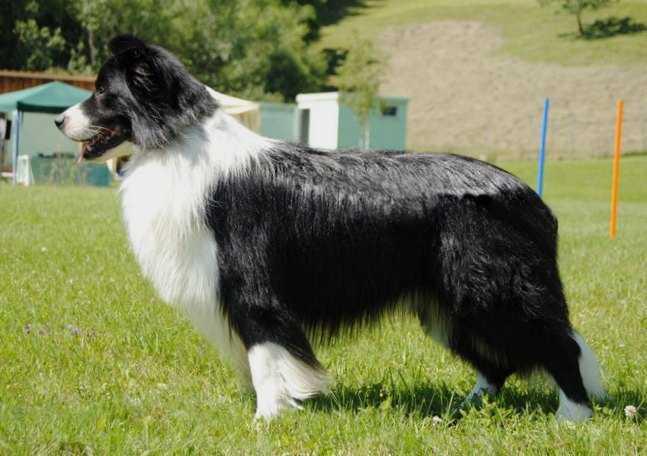 Soul Amighty at Pic Pokey | Border Collie 