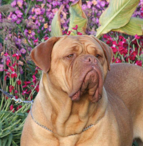 Moloscyg Champagne Kisses (IID) | Dogue de Bordeaux 