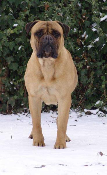 FRIDA GAMEKEEPERS OF WUTHERING HIGHTS | Bullmastiff 