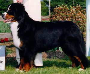 Schmucki Udo Anabelle | Bernese Mountain Dog 