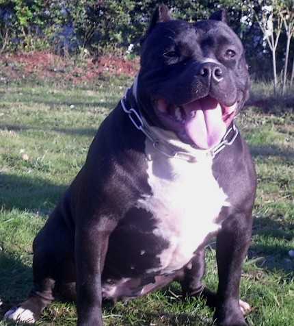 Bluezion black-panthere razors edge | American Staffordshire Terrier 