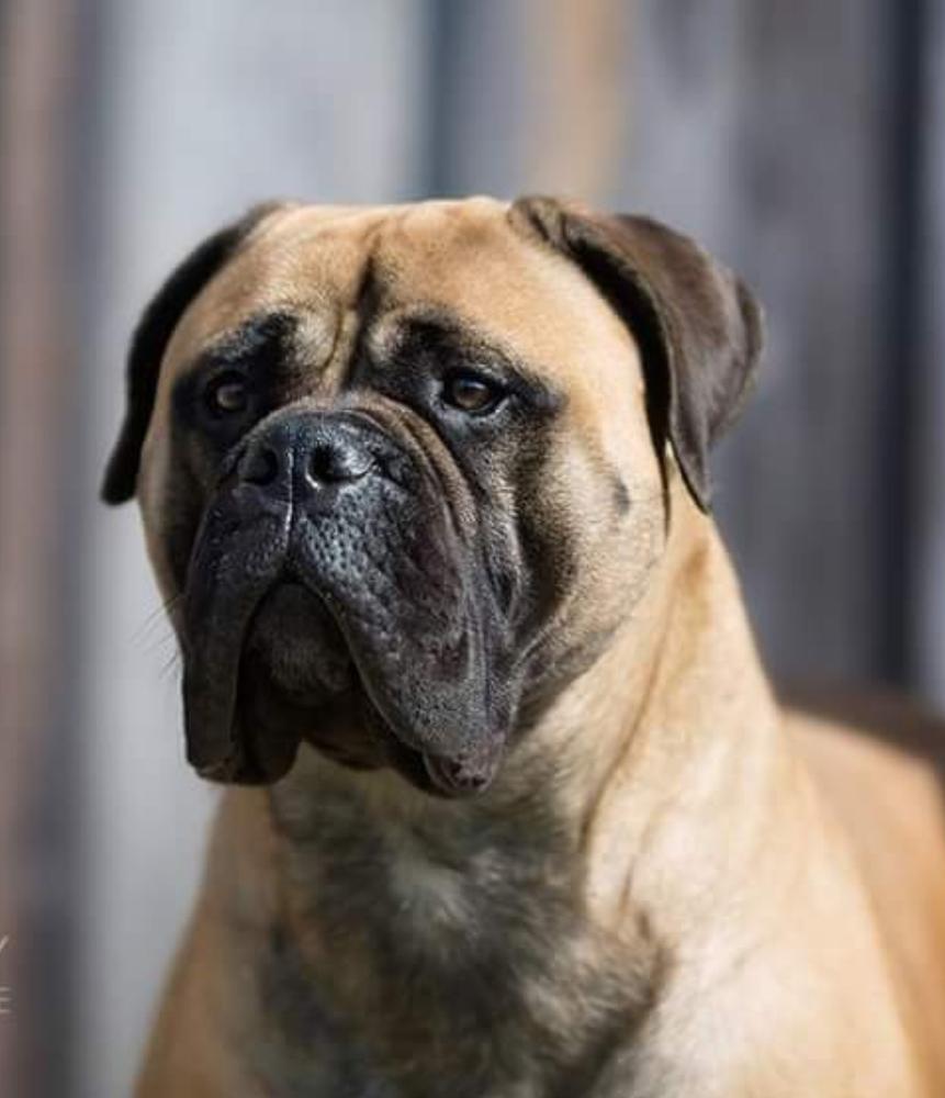 JYF BULL'S ARGENTINA INDIANA | Bullmastiff 