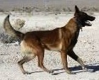 Nash des Barriques | Belgian Malinois 
