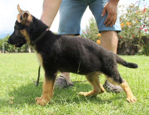 Ecco de Shikala Colombia | German Shepherd Dog 