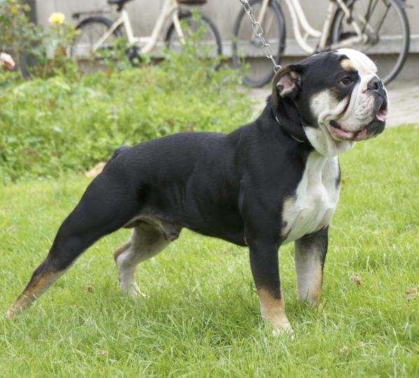 Ostergaards Johnny | Olde English Bulldogge 