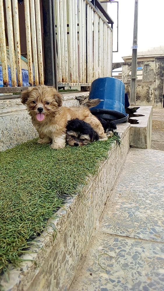 Brownie of Shepherfield Kennels | Lhasa Apso 