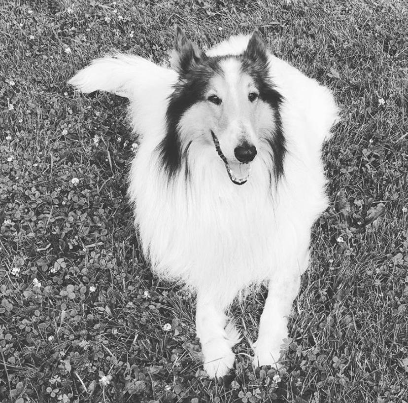 Outlaw Cash Money | Rough Collie 