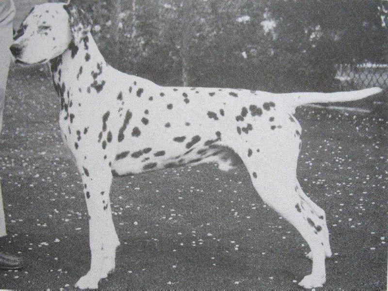 Tantivvey Target of Olbero | Dalmatian 