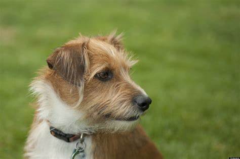 Mixed Breed Dogs
