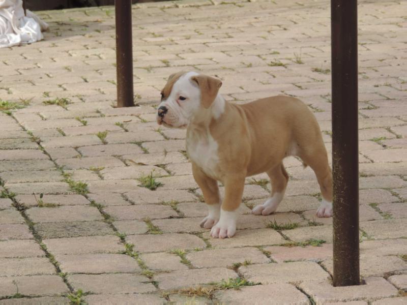 Canon ball kennel Pearl | American Bulldog 