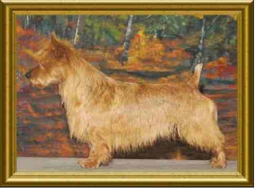Redwing License To Thrill | Australian Terrier 