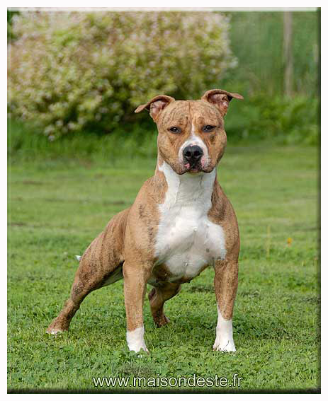 Eden ice de la maison d este | American Staffordshire Terrier 