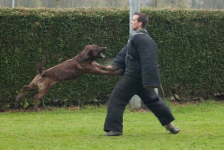 Djaiko 'Dhr. M. PEASE, CHESAPEAKE' | Dutch Shepherd 
