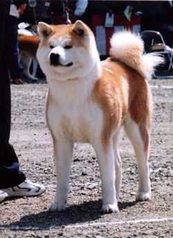 Yuki Go Hanawa Kisaragi | Akita 
