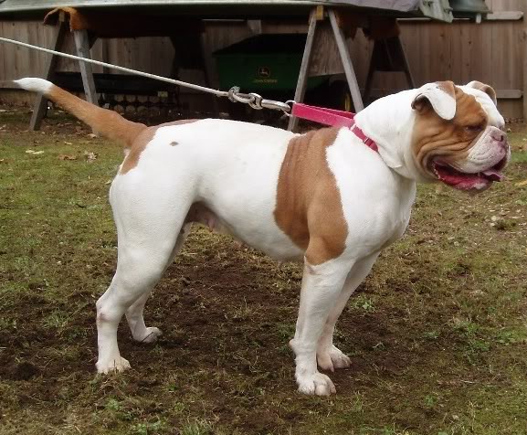 Steel Rails Nala | American Bulldog 