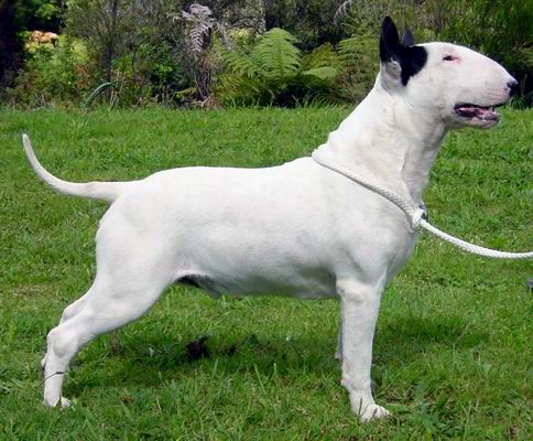 Boromir Quick Silver | Bull Terrier 