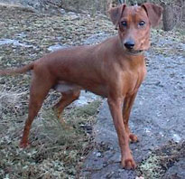 Lilla Enebys LEJA | German Pinscher 