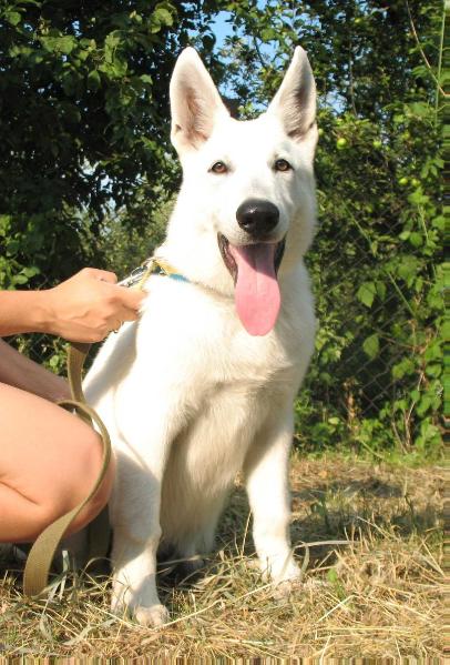 ASTON AFEER League White | White Swiss Shepherd Dog 