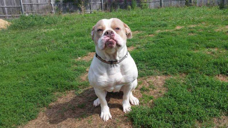 Highland's Beasty Girl | American Bulldog 