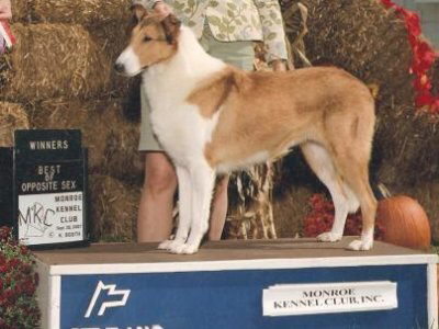 Special Care Bear | Smooth Collie 