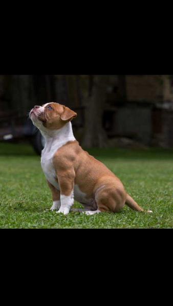 Devilish Diva of CSK's | American Bulldog 