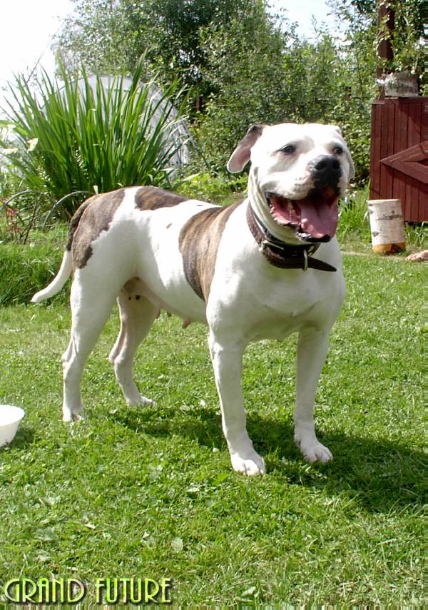 Zherfi | American Bulldog 