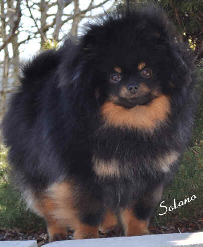 Gemini'S tuff badazz byker babe | Pomeranian 