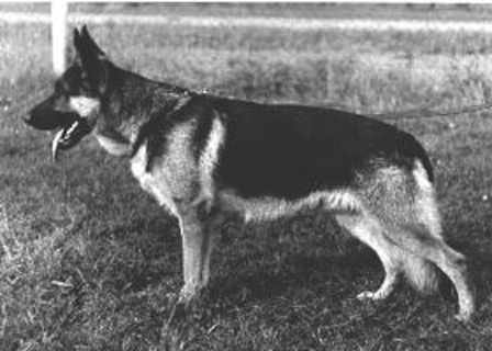 Elch von der Wienerau | German Shepherd Dog 