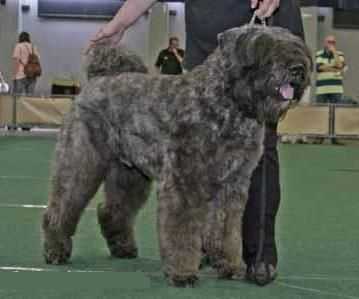 Casanova Cheyenne de Fremery | Bouvier des Flandres 