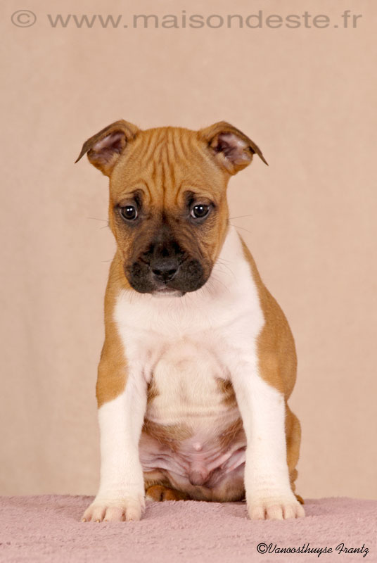 Flash De La Maison D'Este | American Staffordshire Terrier 