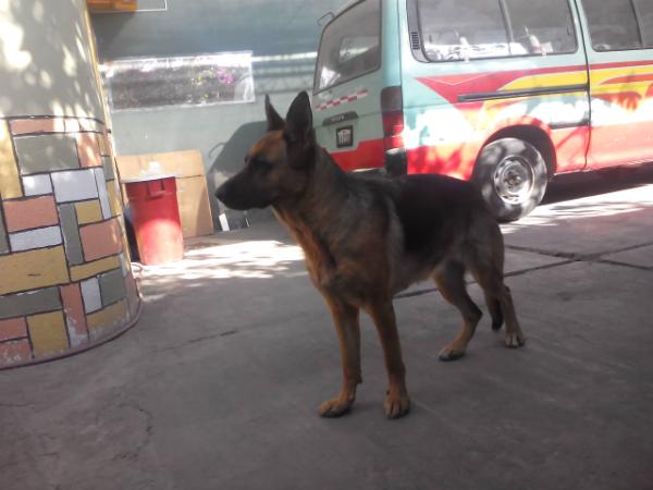 Santiña de los madriles | German Shepherd Dog 
