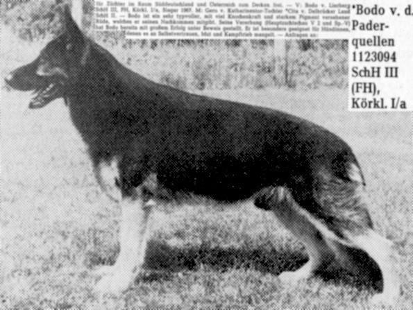 Bodo von den Paderquellen | German Shepherd Dog 