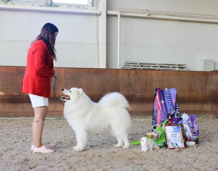 Belyi Volk le bon Paster | Samoyed 