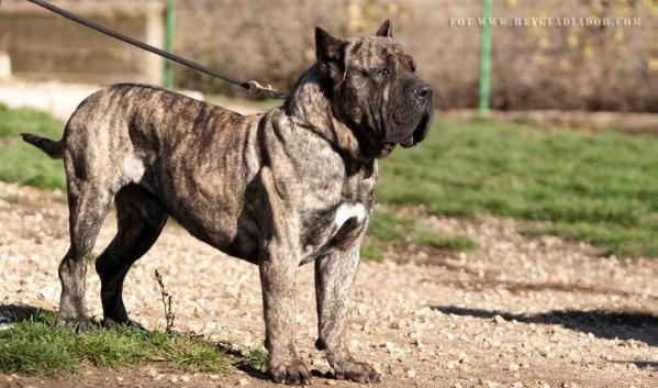 Trucho de Maritere | Perro de Presa Canario 