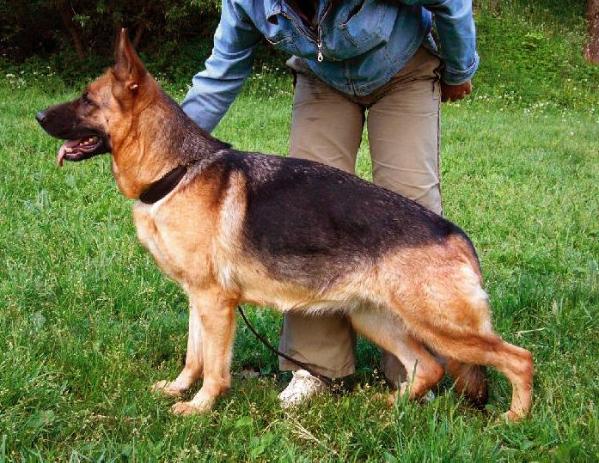 Serafima iz Smolenskoy Kreposti | German Shepherd Dog 