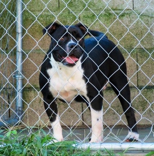 Royal Grip's Zena of Mhrk | Olde English Bulldogge 