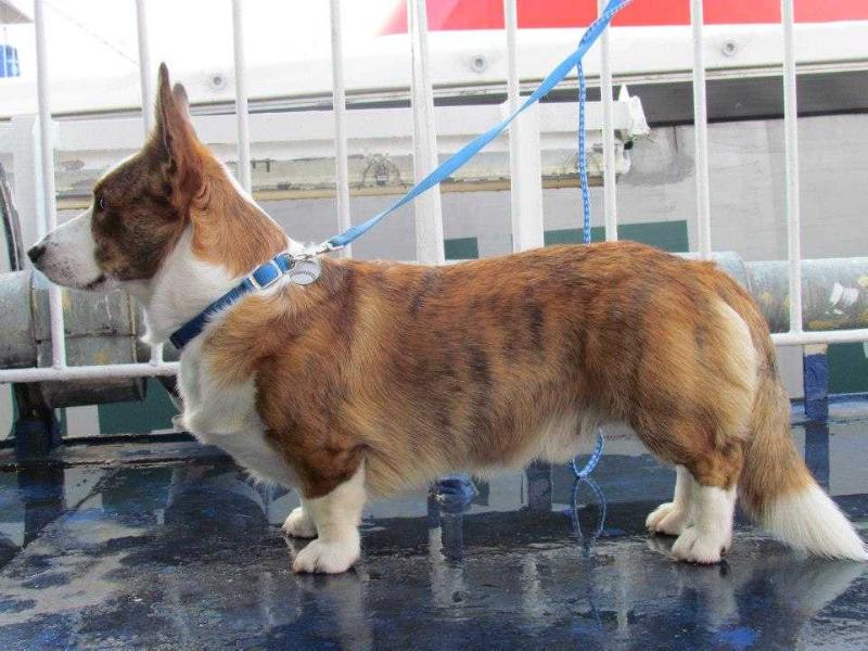 Fromax Merlin | Cardigan Welsh Corgi 