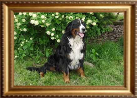 BETI TACMA HODOWLA PRZY STAWKU | Bernese Mountain Dog 