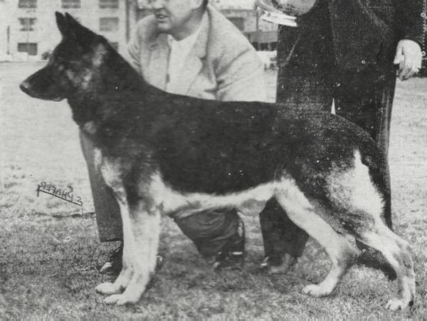 Iro von Urari | German Shepherd Dog 