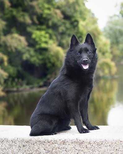 Fandal's Tiana | Schipperke 