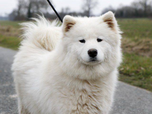 IN THE MOOD FOR LOVE ISATIS Of Karasea | Samoyed 