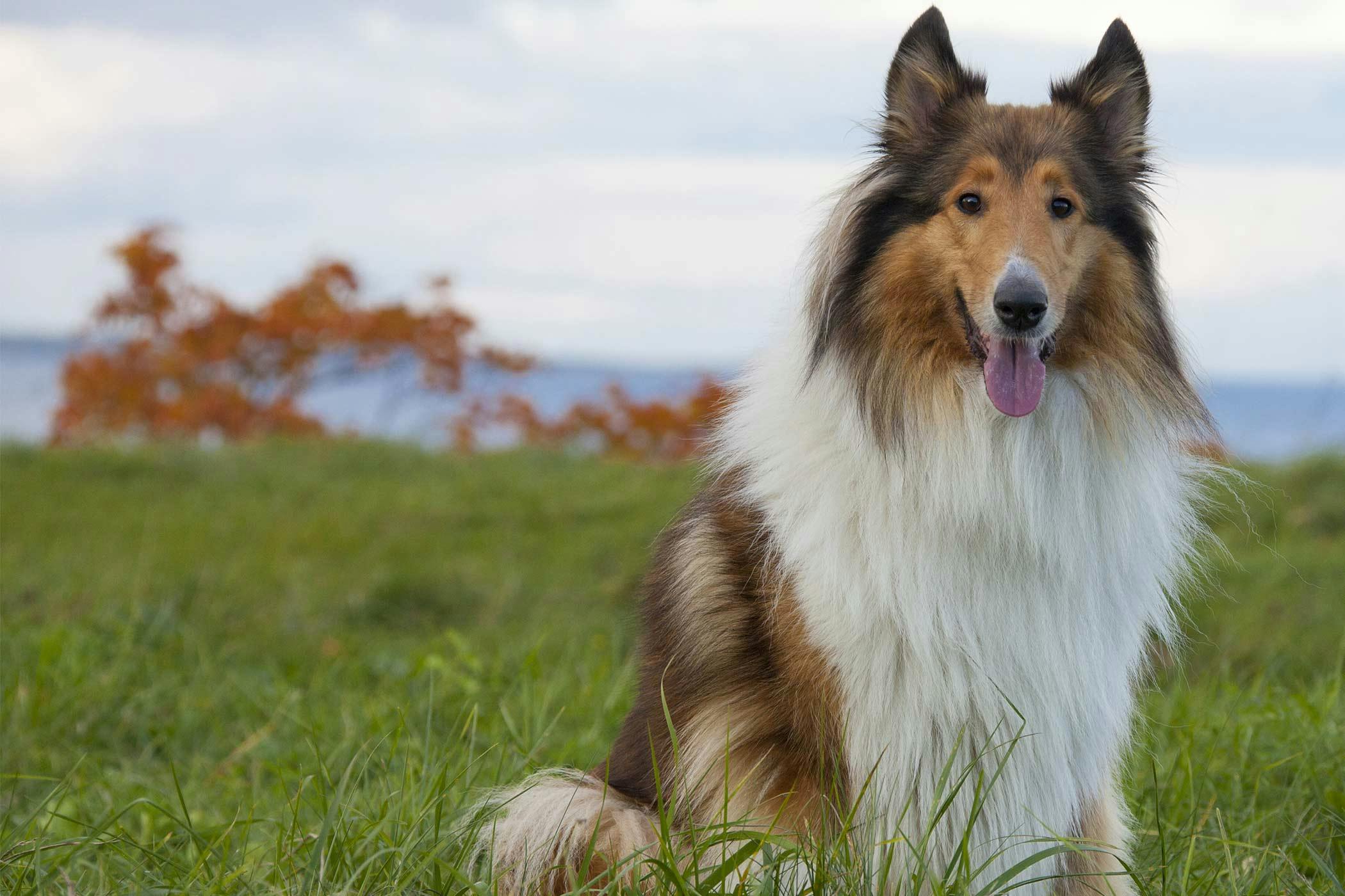 Rough Collie