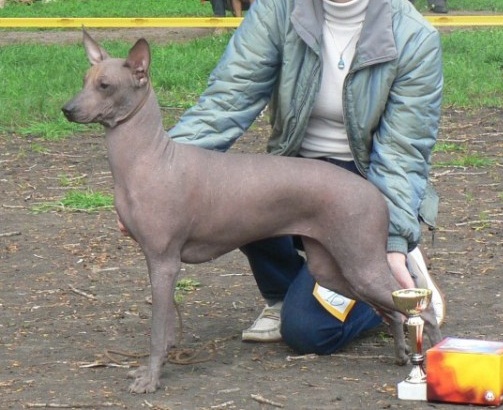 Esalina S Sedogo Kaspiya | Xoloitzcuintli 